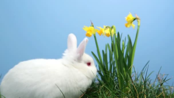 Conejo blanco olfateando alrededor de la hierba con narcisos — Vídeos de Stock