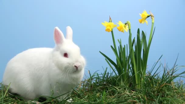 Coniglio bianco che annusa l'erba con narcisi gialli — Video Stock