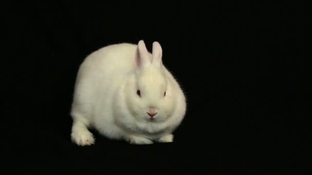Bunny wiggling zijn neus — Stockvideo