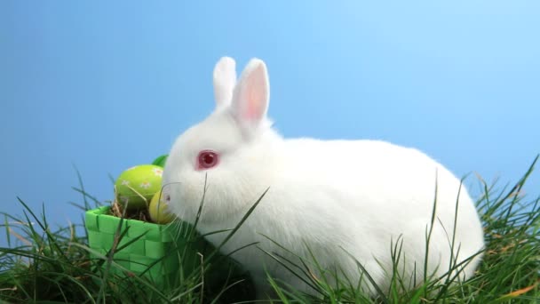 Witte konijn snuffelen het gras en de mand van Pasen eieren — Stockvideo