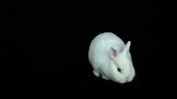 Fluffy white rabbit sniffing around — Stock Video