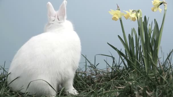 Coniglio coniglio annusare intorno all'erba con narcisi — Video Stock