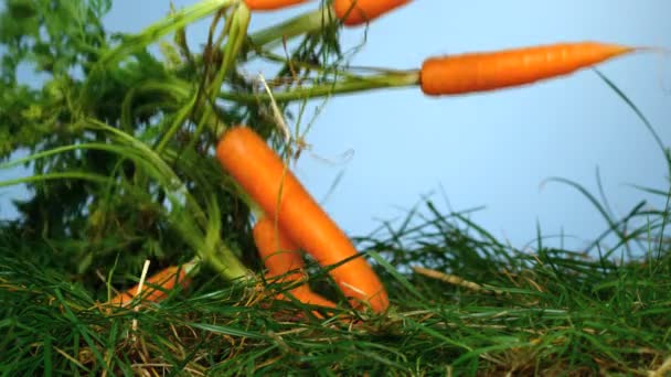 Морковь падает над травой на синем фоне — стоковое видео