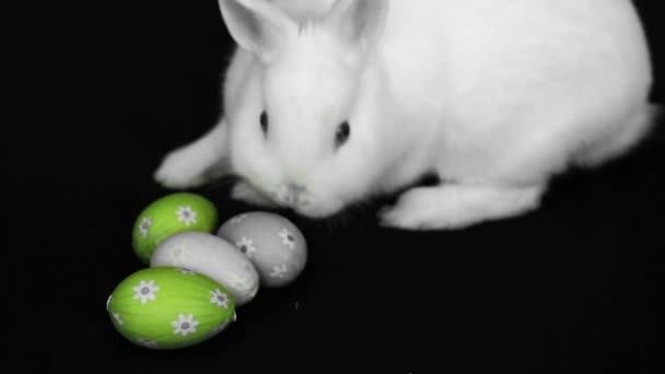 Conejo blanco esponjoso junto a huevos de Pascua — Vídeo de stock