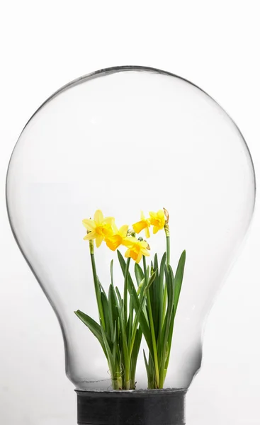 Daffodil inside light bulb — Stock Photo, Image