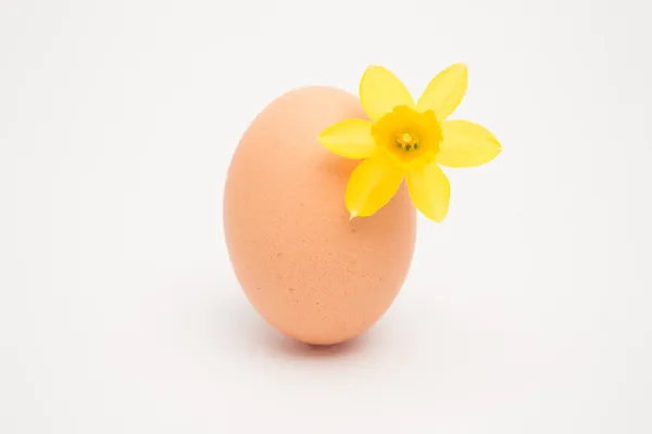 Huevo con un pequeño narciso amarillo — Foto de Stock