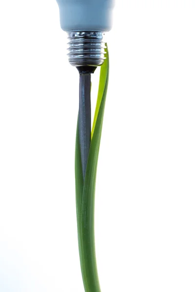 Ampoule économique issue d'une plante verte — Photo