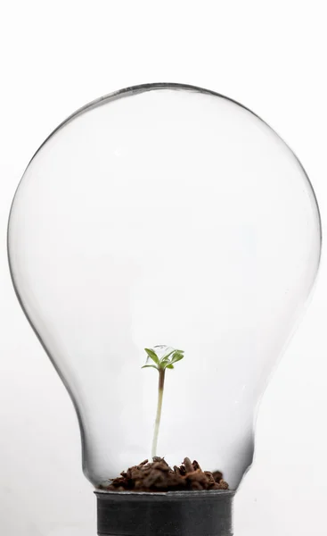 Plantera inuti lampa — Stockfoto