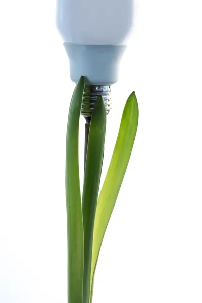 Lampadina economica che cresce da una pianta verde — Foto Stock