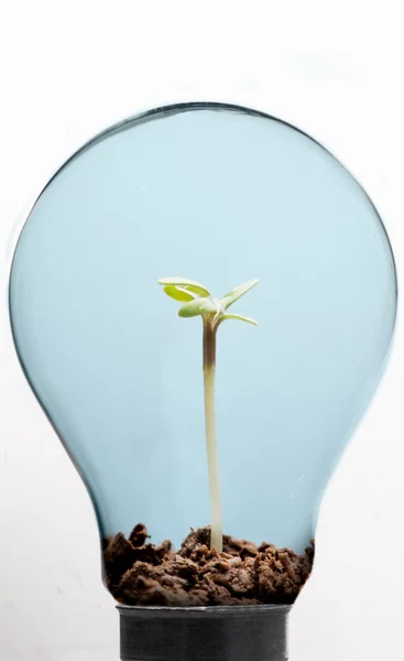 Soil and plant inside light bulb — Stock Photo, Image