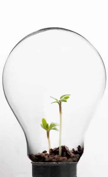Seedling inside light bulb — Stock Photo, Image