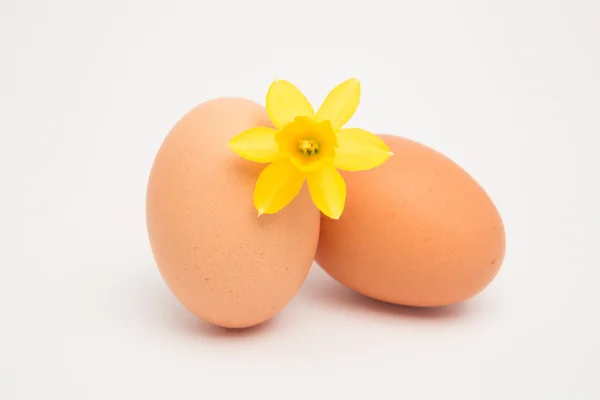 Dos huevos y un narciso amarillo — Foto de Stock