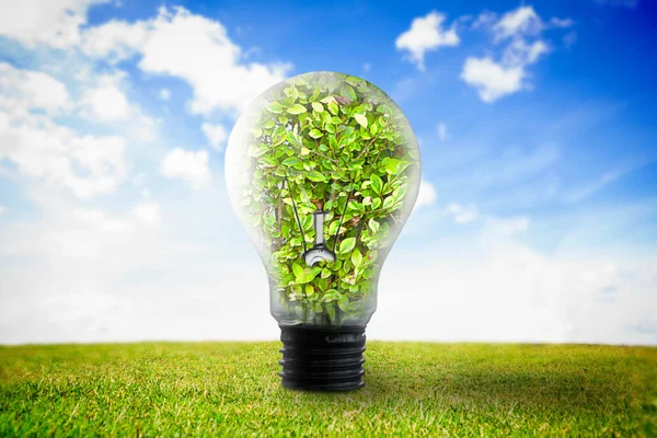 Light bulb with plant inside — Stock Photo, Image