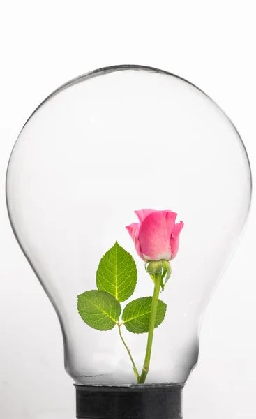 Роза внутри лампочки — стоковое фото