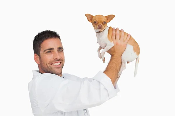 Happy vet lifting up chihuahua — Stock Photo, Image