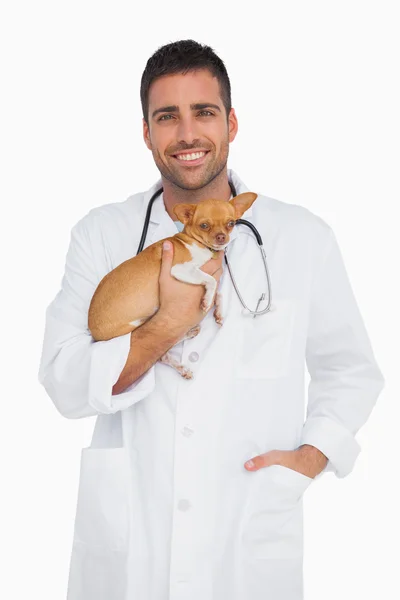 Sorrindo veterinário segurando chihuahua — Fotografia de Stock