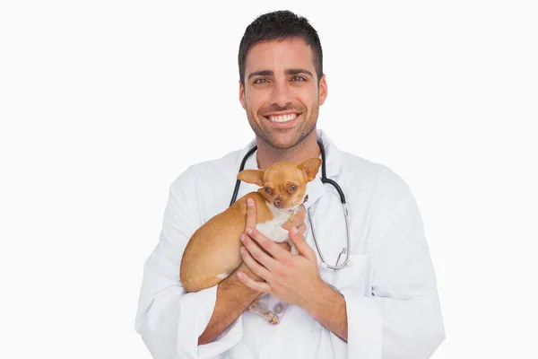 Happy vet holding chihuahua — Stock Photo, Image