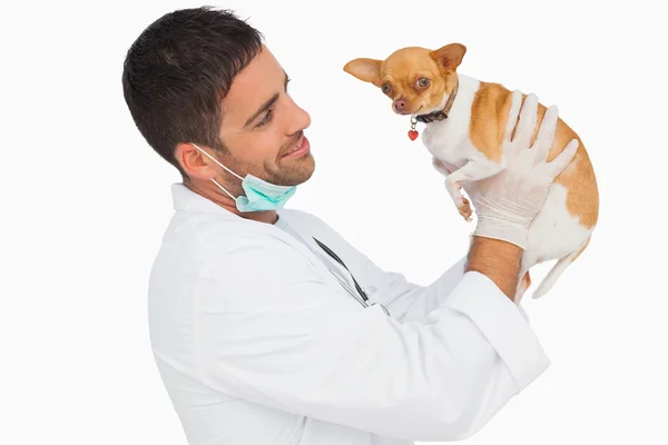 Happy vet holding chihuahua and smiling — Stock Photo, Image