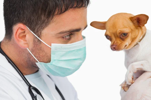 Veterinario che detiene chihuahua e indossa maschera protettiva — Foto Stock