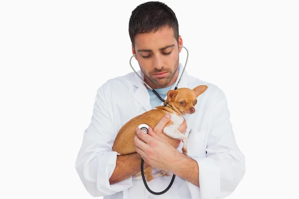 Worried vet checking dog with stethoscope — Stock Photo, Image