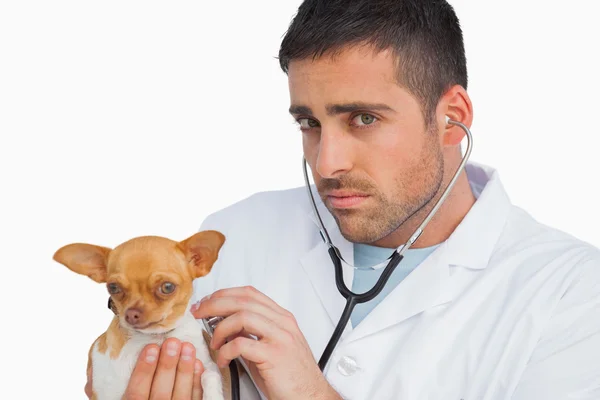 Concerned vet checking dog with stethoscope — Stock Photo, Image