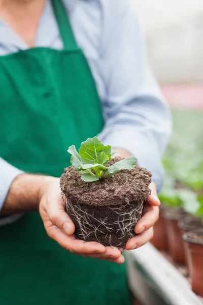 Gartencenter-Mitarbeiterin hält Pflanze hoch — Stockfoto