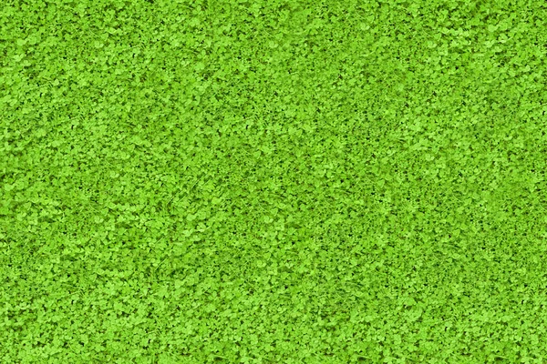 Textura de natureza verde — Fotografia de Stock