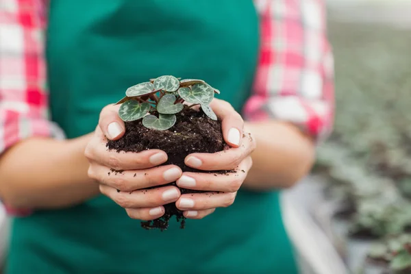 Gartencenter-Mitarbeiter halten Anlage — Stockfoto