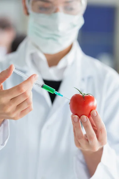 Student injecting liquid in a tomato — Stock Photo, Image