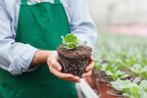 Garden center worker holding plant out of its pot — Stock Photo, Image