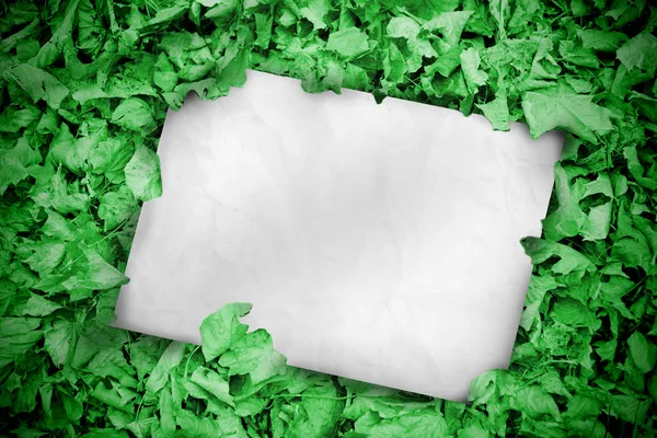 Biały plakat pochowany w zielonych liści — Zdjęcie stockowe