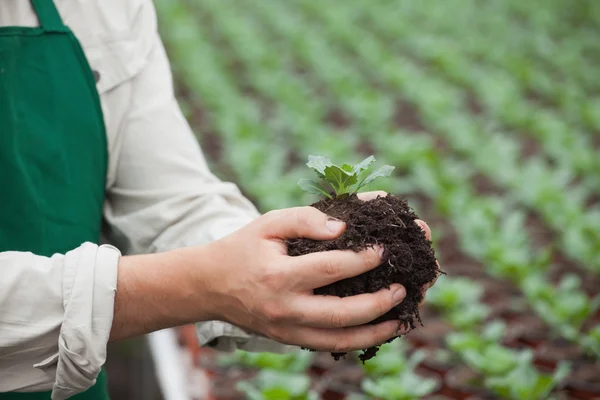 Man in apron holding plant — Stock Photo, Image