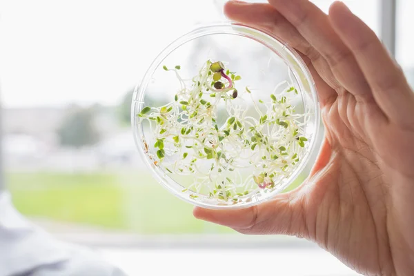 Essais de plantes dans une boîte de Pétri — Photo