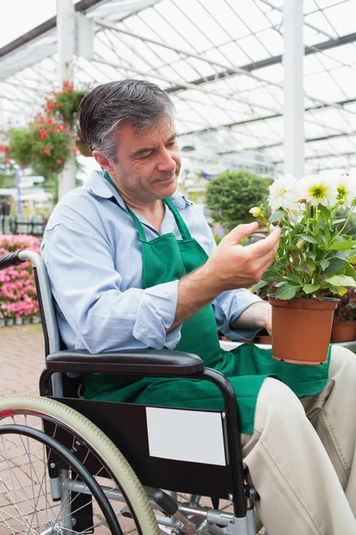 Hombre en silla de ruedas tocando y admirando maceta planta —  Fotos de Stock