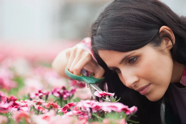 Plantskolan noggrant trimma blommor — Stockfoto