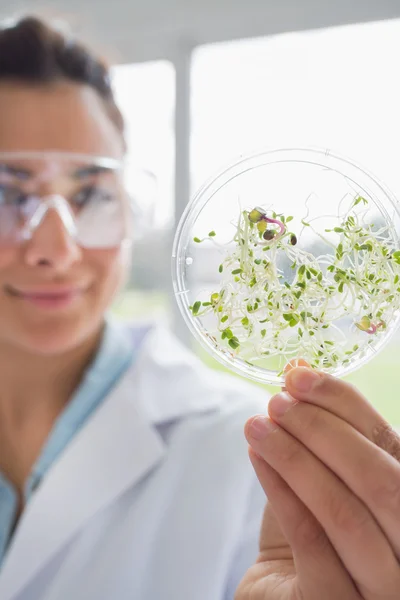 Studentin hält Petrischale hoch — Stockfoto