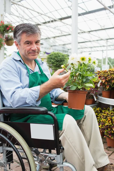 Homem em cadeira de rodas segurando vaso planta no centro do jardim — Fotografia de Stock