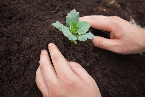 Iemand is een struik planten — Stockfoto