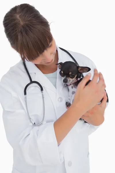 Con respecto al veterinario sosteniendo un lindo chihuahua — Foto de Stock