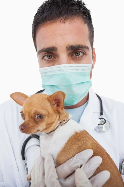 Worried male vet holding chihuahua — Stock Photo, Image