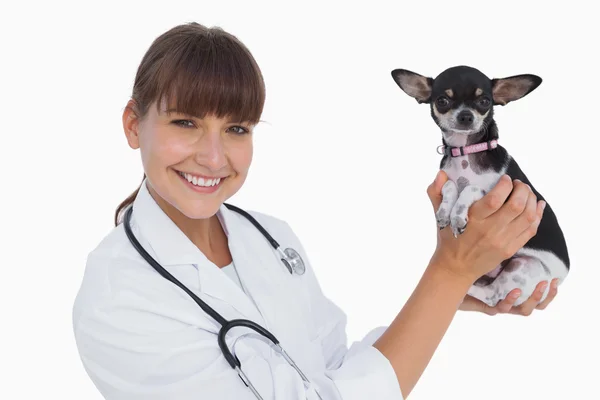 Atractivo veterinario sosteniendo un chihuahua — Foto de Stock