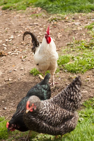 Hahn schaut auf zwei große Hühner — Stockfoto