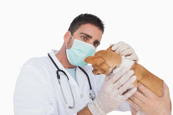 Veterinário masculino examinando a orelha de um chihuahua — Fotografia de Stock