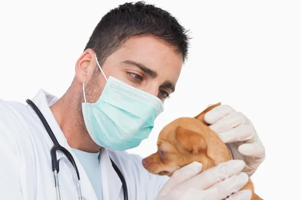 Hombre veterinario sosteniendo y examinando la oreja de un chihuahua — Foto de Stock