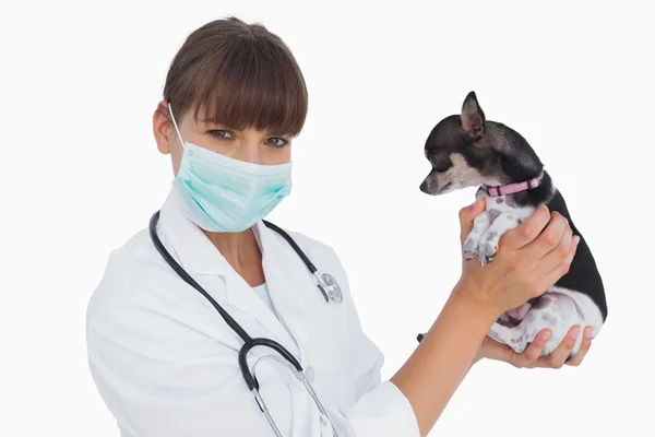 Atractivo veterinario con máscara protectora sosteniendo un chihuahua — Foto de Stock