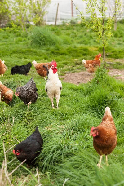 Cockerel standing in the middle of hens — Stock Photo, Image