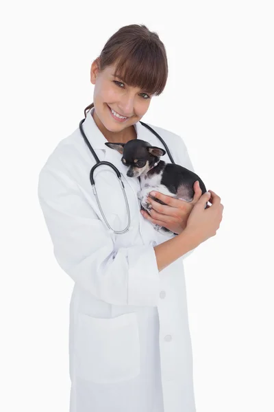 Veterinário feliz segurando um chihuahua bonito — Fotografia de Stock