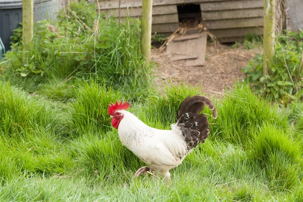 Schwarzer und weißer Hahn im Gras — Stockfoto