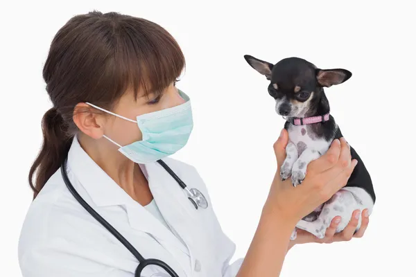 Vet com máscara protetora segurando um chihuahua — Fotografia de Stock