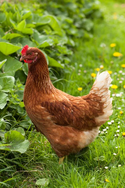 Chicken in the grass — Stock Photo, Image